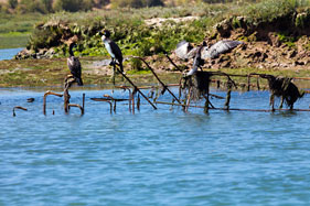 Cormorants on the estuary